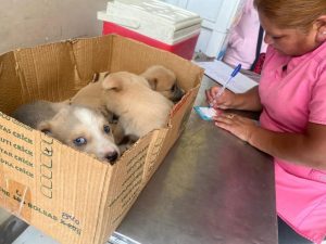 perritos-crias-1024x768