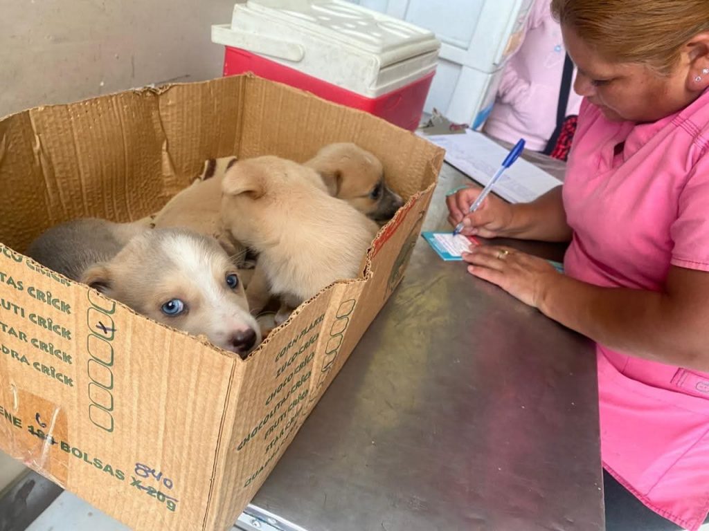 perritos-crias-1024x768